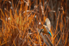 eisvogel