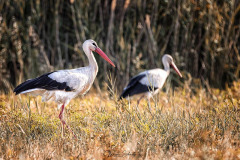 storks